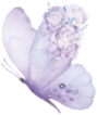 butterfly3