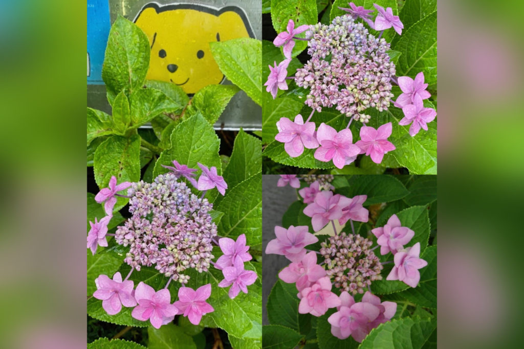 紫明先生の紫陽花