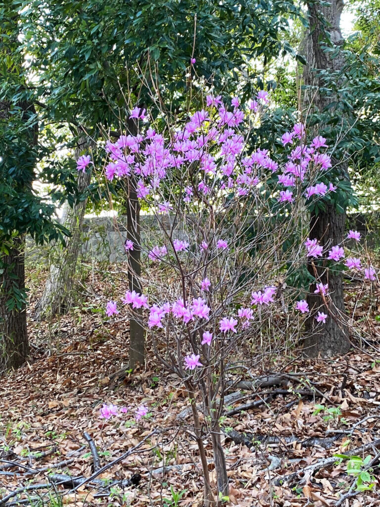 川崎紫明音符ビッツ